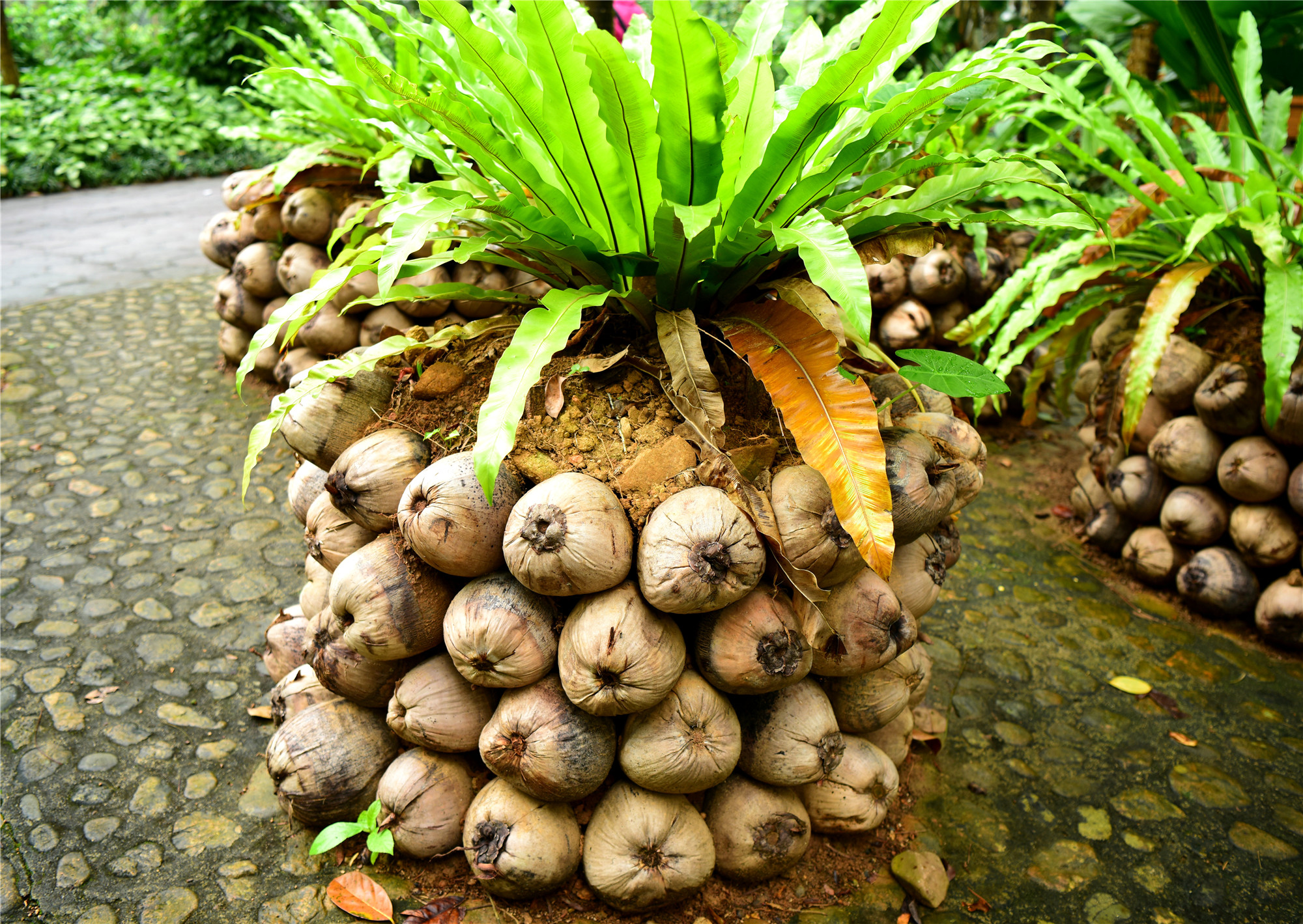 泰国水果女王叶的鲜芒果是一种食品和草药疗法. 白色背景中 库存照片 - 图片 包括有 健康, 要素: 182033804