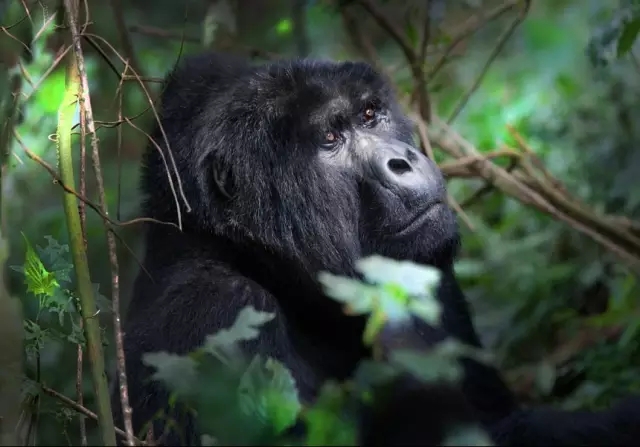 卢旺达 千丘之国 看火山爆发 挑逗山地大猩猩