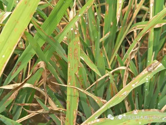 叶瘟病发生严重的田块,由于田间菌量基数较大,水稻抽穗扬花,容易