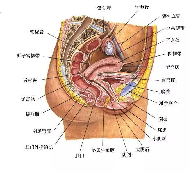 子与两附件(输卵管和卵巢)形成孕育胚胎的殿.