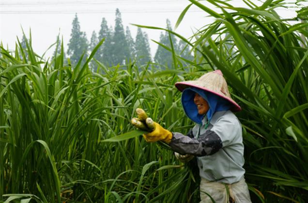 穷苦年代的零食茭白,里面常有黑斑,很多人不敢吃