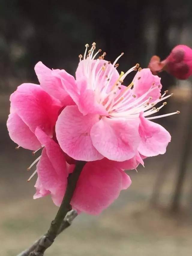 今天,第十九届中国·青岛梅花节在青岛梅园开幕,园内种有200多个梅花