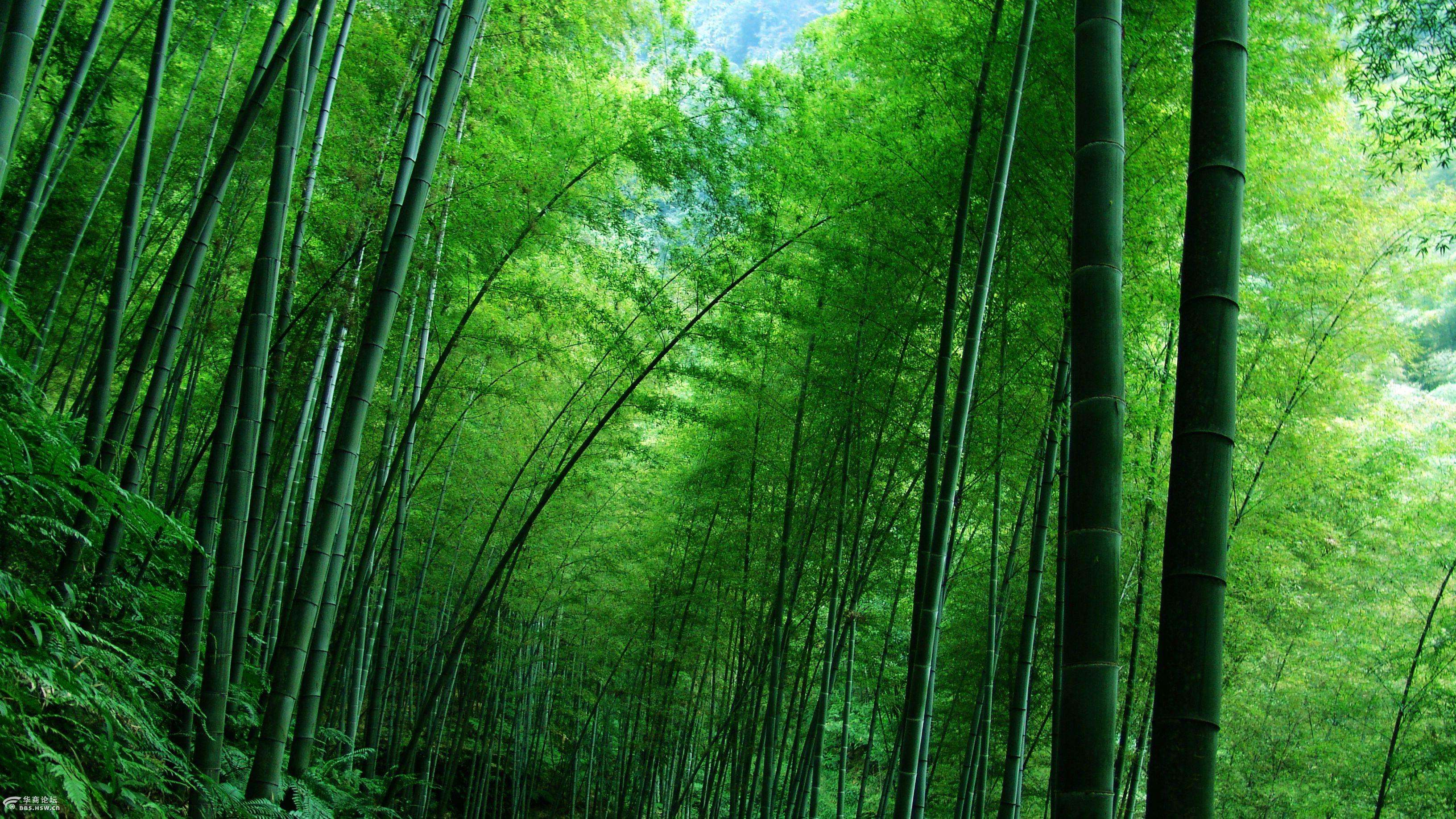 蜀山竹海如翡翠般透彻的绿