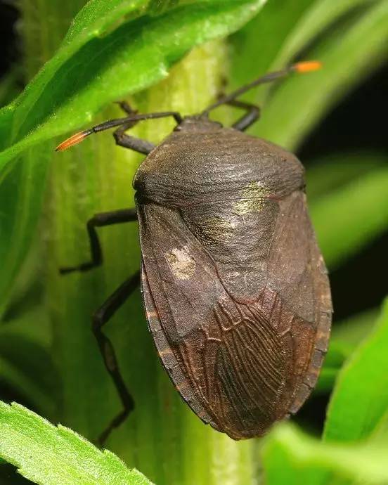 科技 正文  但从分类上来看九香虫 aspongopus chinensis dallas是