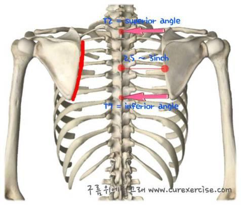 肩胛骨是靠周围不同方向的肌肉相互拮抗或协同来稳定在胸廓后壁上的