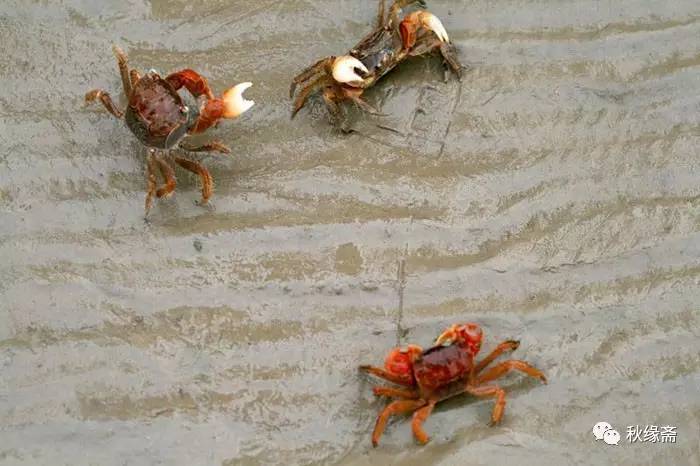 螃蟹洞里不一定都是螃蟹小时候,我家在农村.