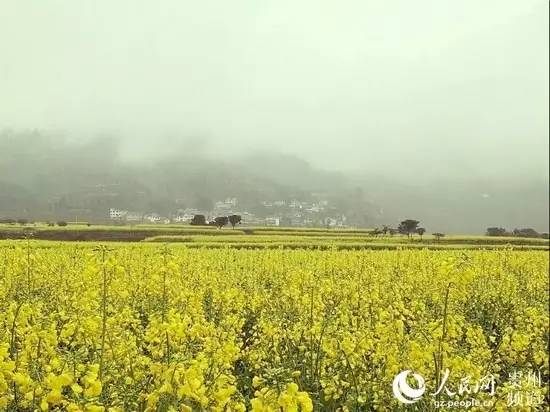 开阳县禾丰乡油菜花海