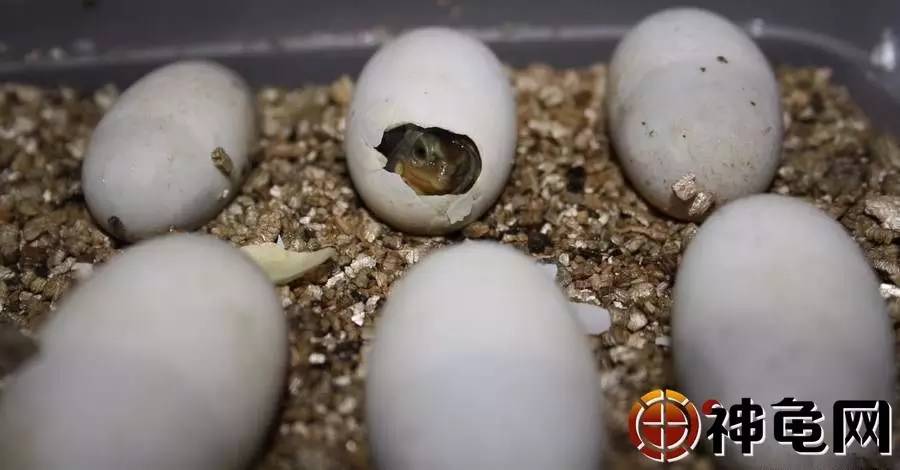 蛭石,黄泥,沙土,哪个才是龟蛋孵化的最好介质?