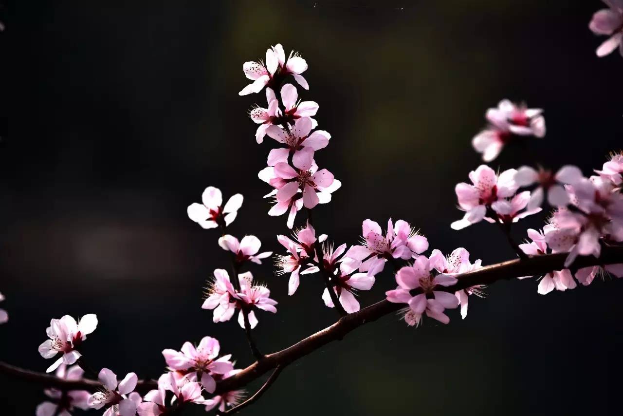 桃花都开了,你的桃花运来了吗?