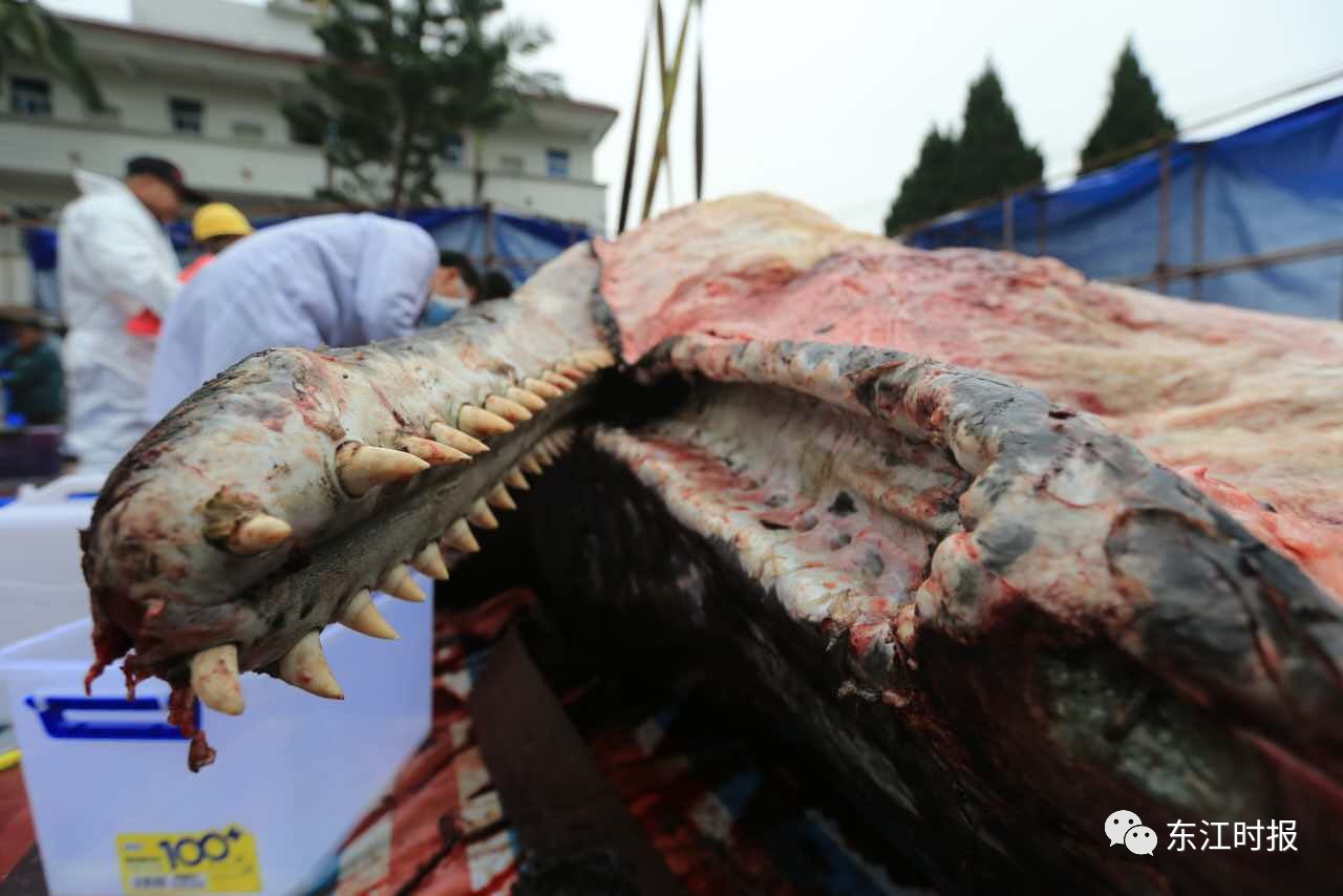 (16日)18时40分左右打开,里面有食物残渣,及鲸鱼消化不了的乌贼骨片