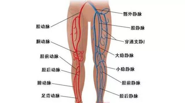 有血栓的人口比例_腿上有血栓真人图片(3)