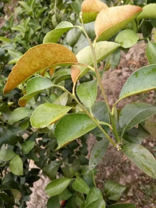 在浏览平台内的柑橘圈时,发现不少种植户咨询一种叶片上的生理性病害