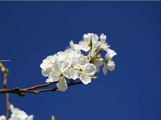 有…… 什么?樱花,梨花,傻傻分不清?