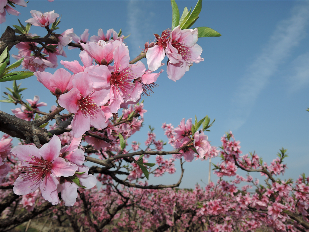 现实版的 十里桃花 ,中国水蜜桃之乡看桃花
