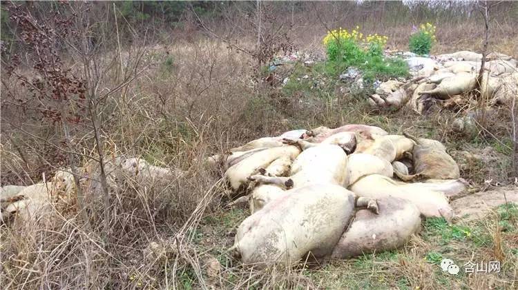 按照国家的相关规定,对于非正常死亡的生猪,要统一进行深埋或者焚烧等