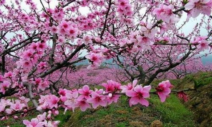 2017上海桃花节即将开幕!比三生三世的桃花更美!约吗?