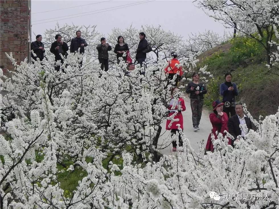 万州区分水镇人口数_特大暴雨袭击万州区分水镇 数千居民被洪水围困