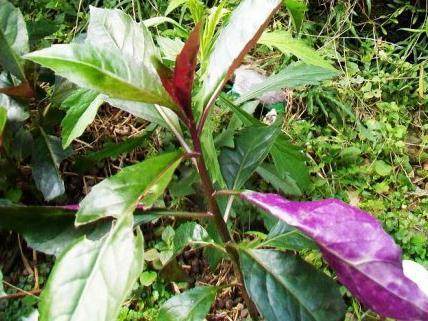 三七草属多年生草本植物,高50-100厘米,叶片上面绿色,下面干时变紫