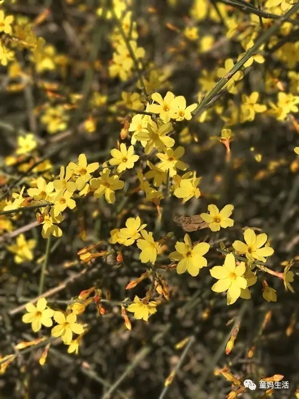 春来去看花▏北京适合带娃游玩的十个地方