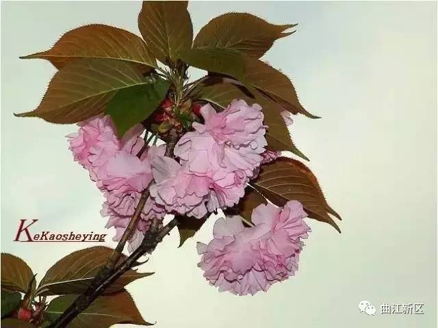 图源:见水印西安植物园中种植着日本晚樱的"关山,关山是日本晚樱的一