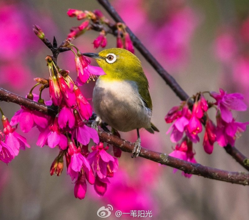 什么约莺期成语_莺是什么鸟(2)