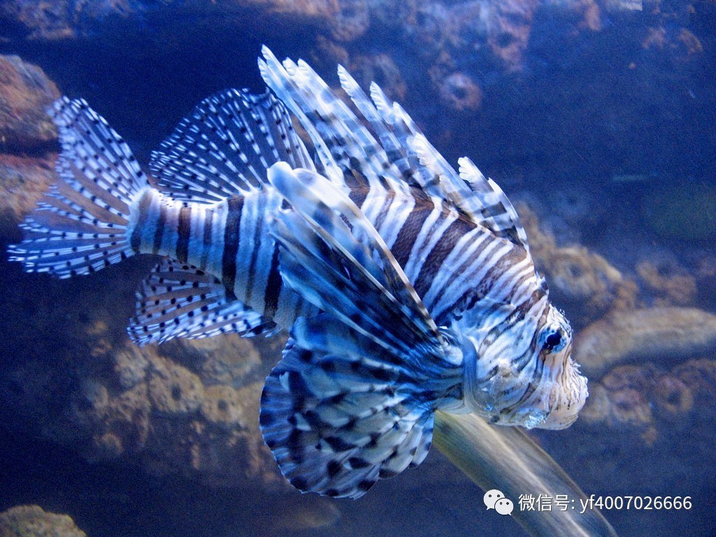 注意!披露家庭观赏鱼四大饲养误区