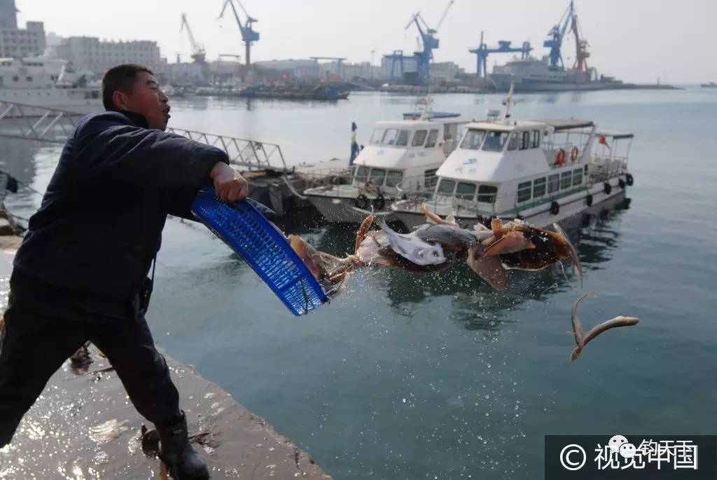 一位常年在渔港码头卖海鲜的商贩称,这些多宝鱼,偏口鱼都是来自胶州湾