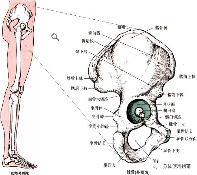 把髋骨放大一点,我们可以看到髋骨上不同位置都有解剖学名,不过我们
