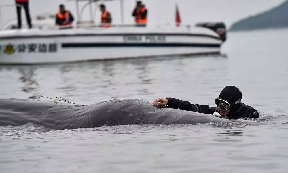 一头抹香鲸的最后74小时:人类能为搁浅的鲸,做