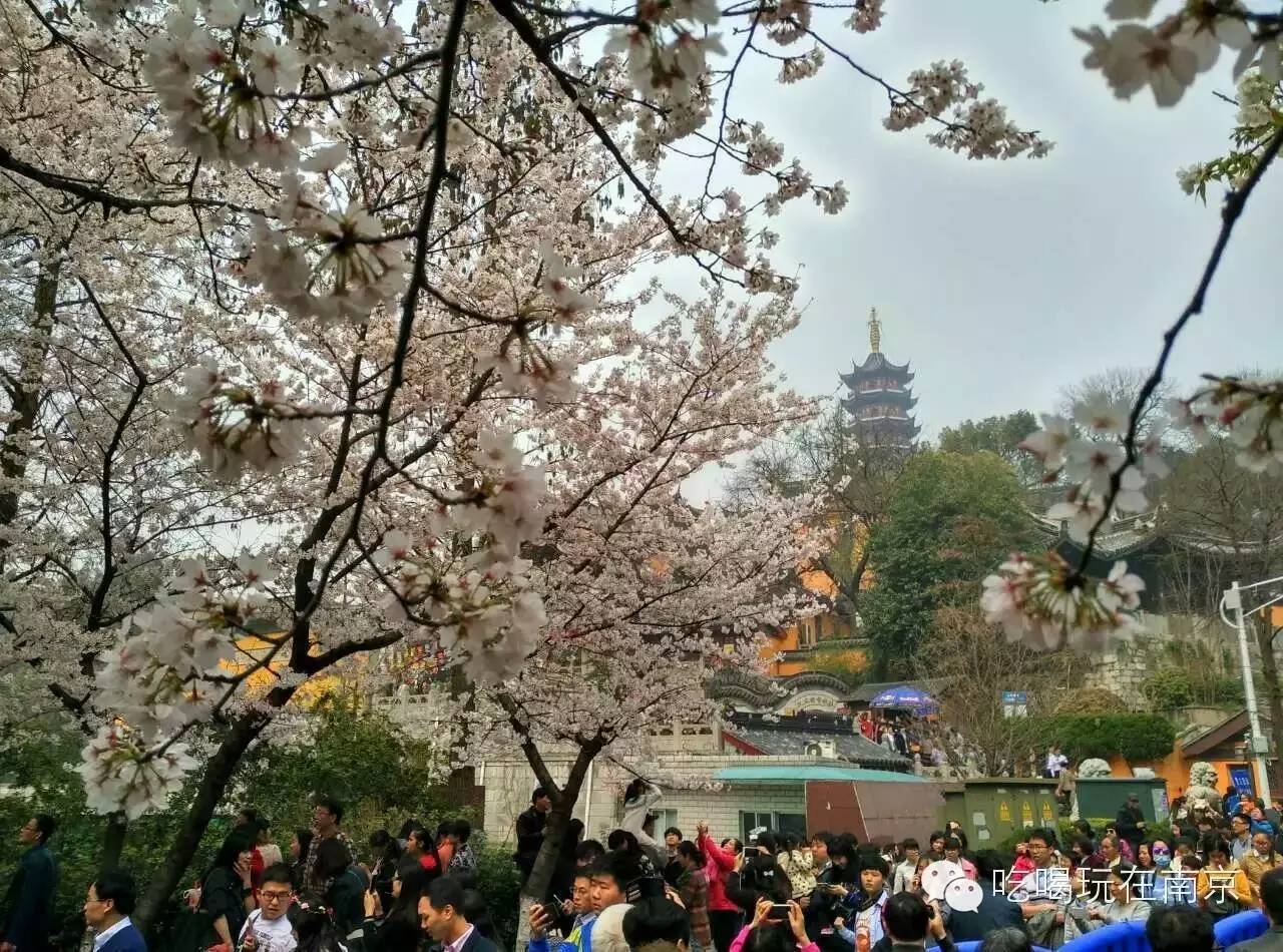 樱花季|南京最全私人浪漫赏樱地图,带你玩转不