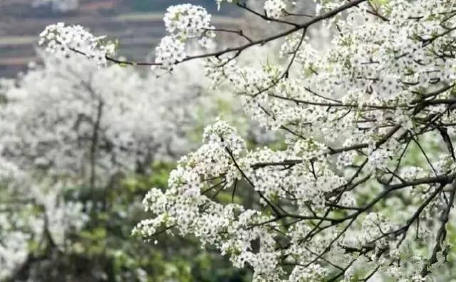 地址:北京大兴梨花村古梨园