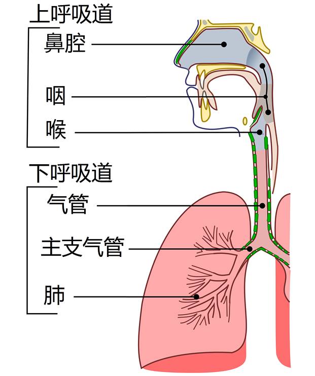 呼吸道疾病: 呼吸道包括鼻,咽,喉,气管,肺等器官.