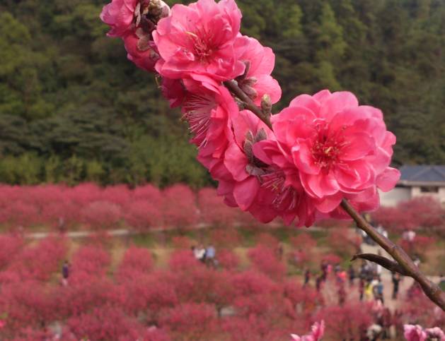 京津两地竟然有这么多颜值爆表的赏花好去处,2017和小