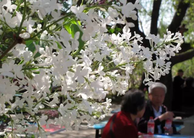 今年花开早!送您北京最全赏花地图~植物园已变