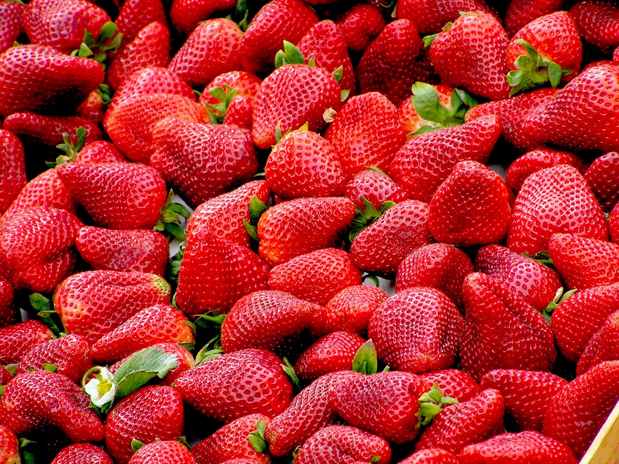 用了植物激素的草莓能吃吗？