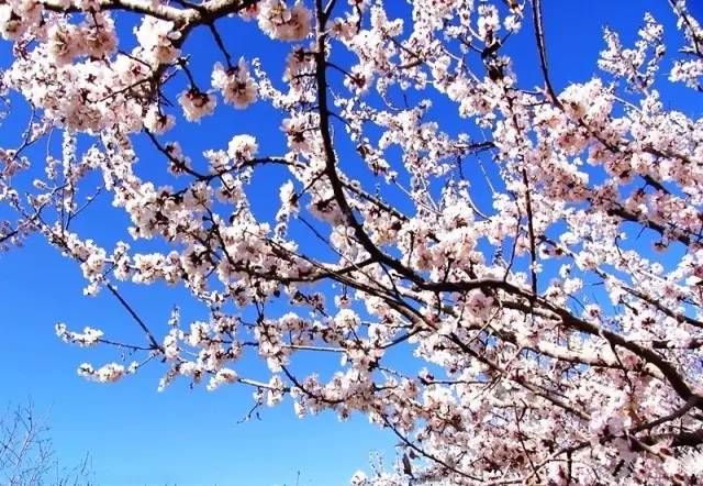 2017年龙城赏花时间表,桃花樱花杏花,你想看的花都有!