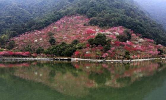 福建桃花岛,桃花谷,桃花林都在哪?十里桃花就在你