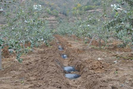 造成忽干忽涝,以保证果树稳定吸收水分;丘陵,山地果园,以树柱为中心筑