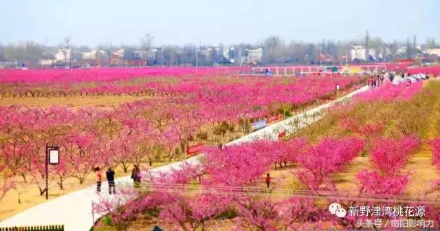 南阳最大的9个桃花园即将开园,约起来