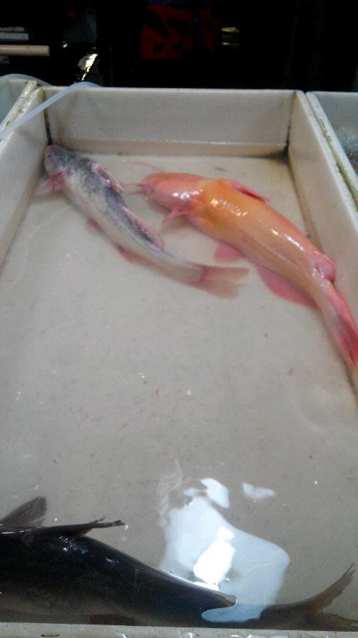 百年难见的长江红鮰鱼,200块买回家!