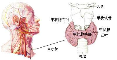 甲减伴有结节怎么办