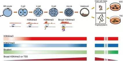 组蛋白甲基化修饰在早期胚胎发育中的建立与调控