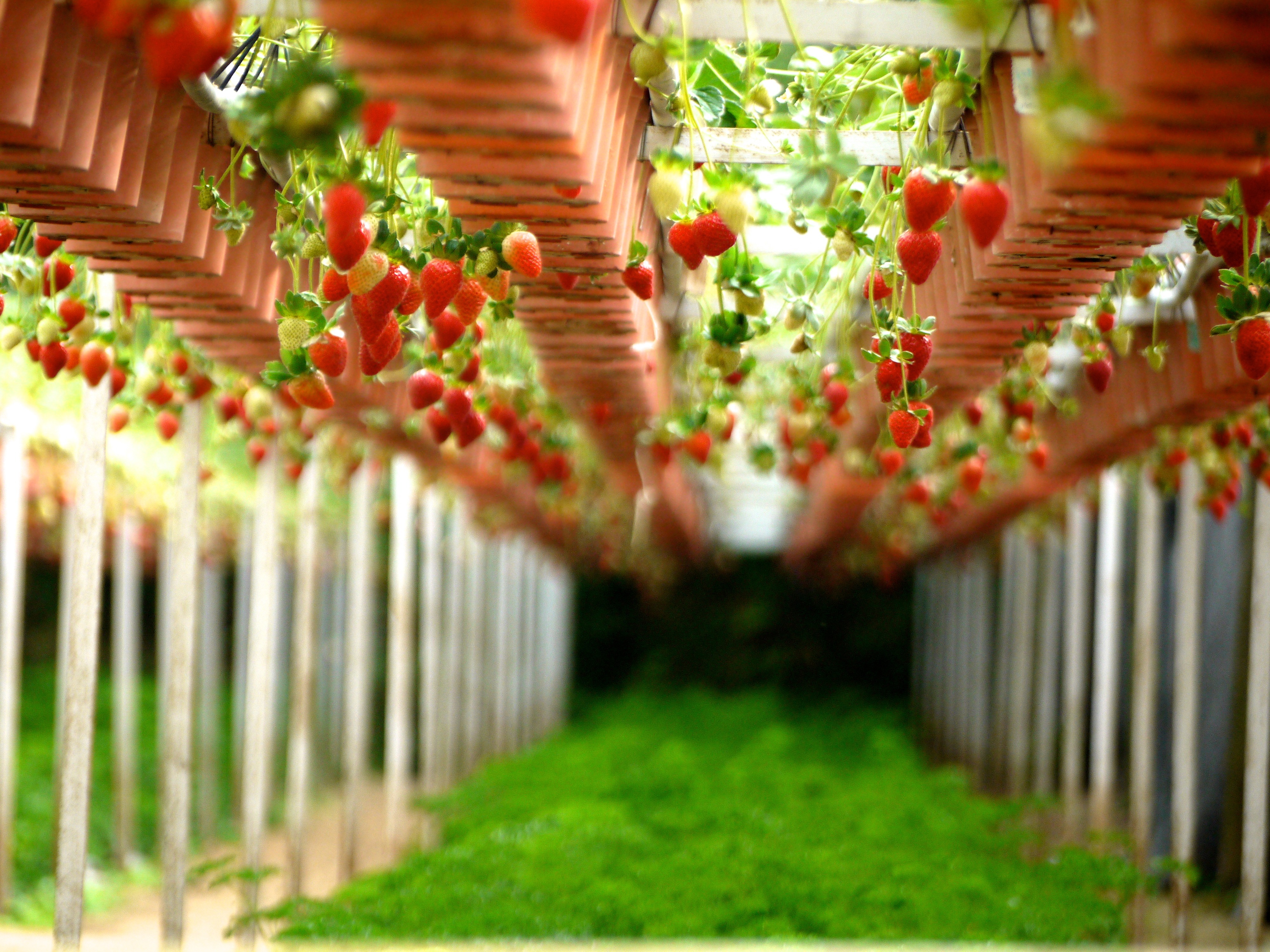 用了植物激素的草莓能吃吗？
