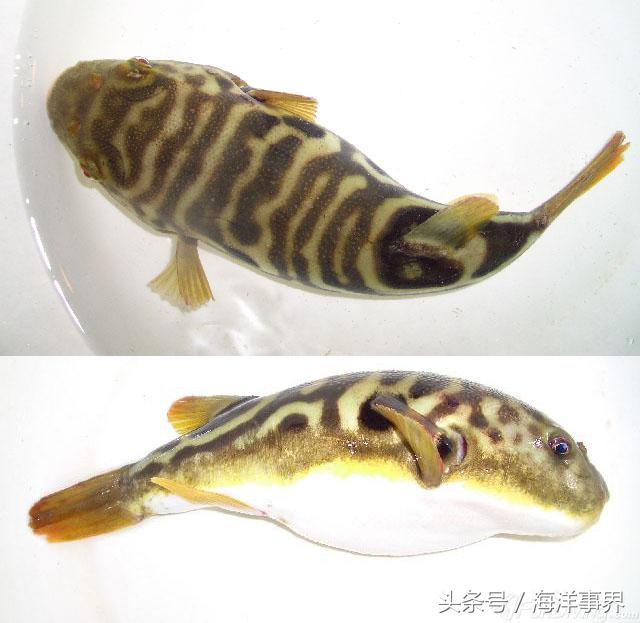 双斑东方鲀(学名 takifugu bimaculatus)中国沿海地区常见的几种河鲀