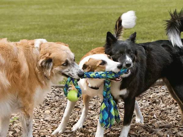  Understanding Why Your Dog Licks Its Lips When Petted: A Deep Dive into Canine Behavior