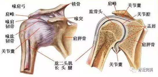 简单来说,盂肱关节就是狭义上的 肩关节,我们有时候会感觉到"啊,我肩