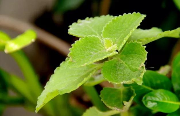 什么植物驱蝇 1夜来香