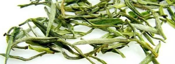 素问雅安黄茶|黄茶种类—广东大叶青