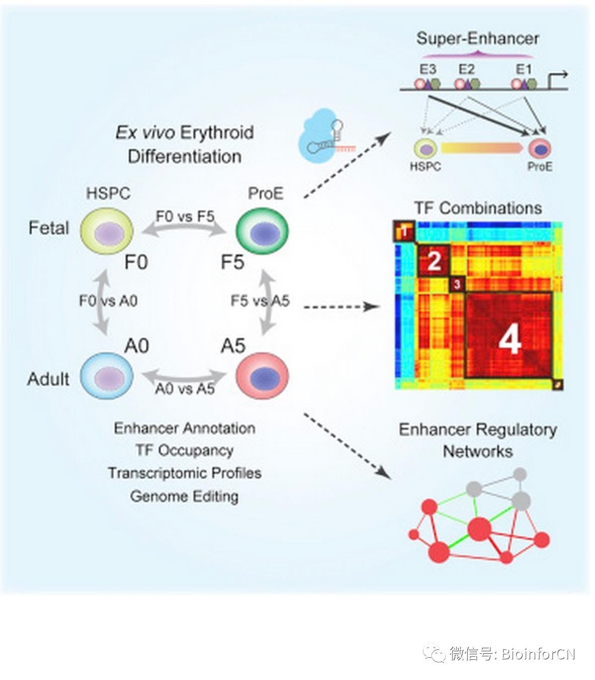 enhancers are the primary determinants of cell identity  but the