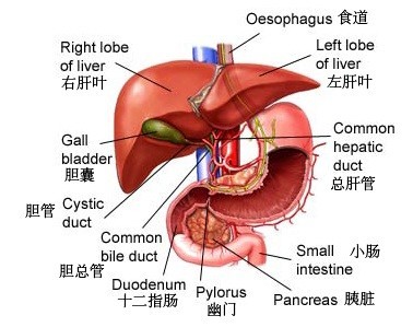 帮艾滋病人口_关于加强受艾滋病影响人员救助工作的通知(3)